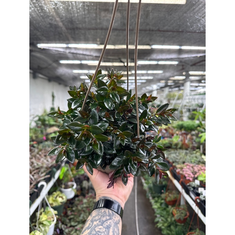 Nematanthus ‘Tropicana’|4″ Pot|6″ Hanging Basket
