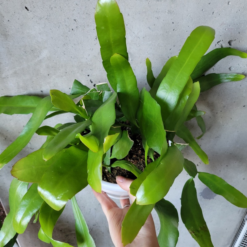 Orchid Cactus|4 inch|7 inch (hanging basket)