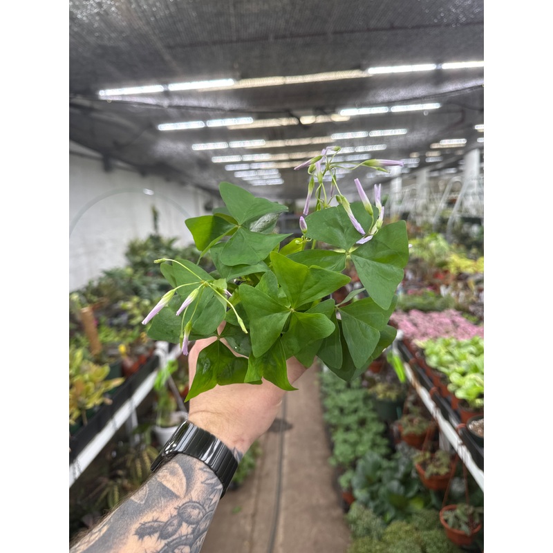 Oxalis ‘Green Shamrock’|6” Pot