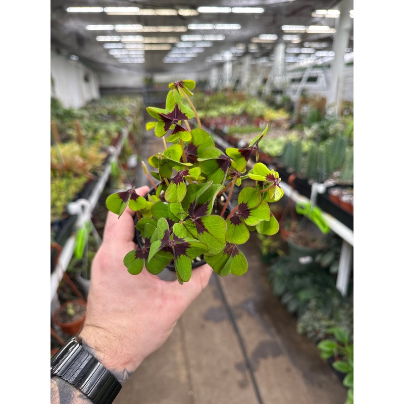 Oxalis ‘Iron Cross’