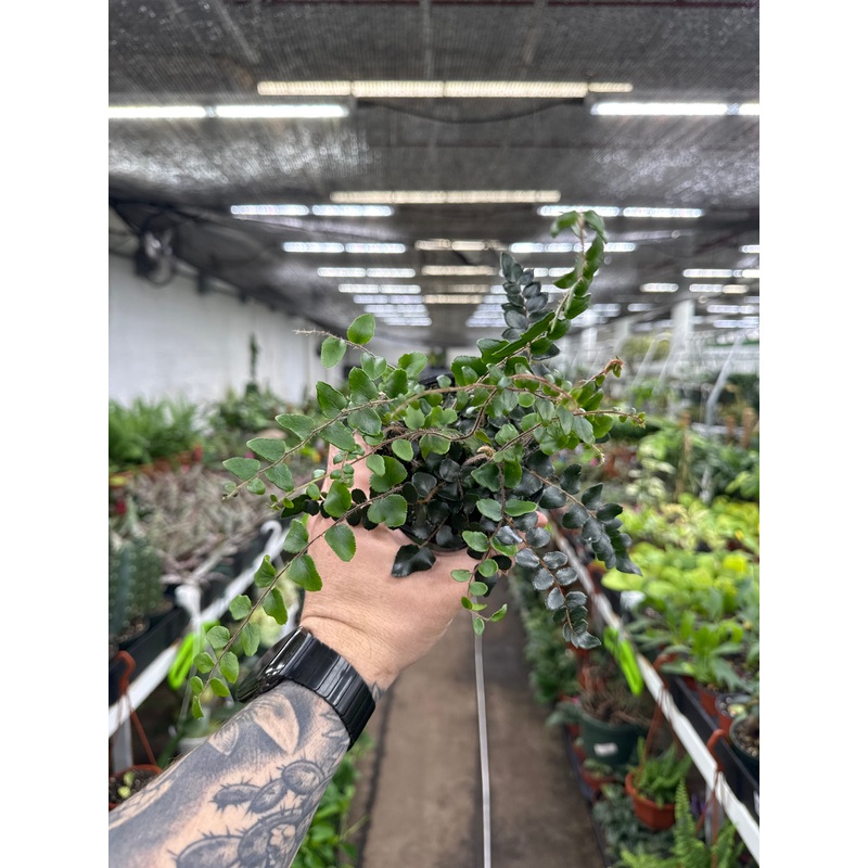 Pellaea rotundifolia ‘Button Fern’