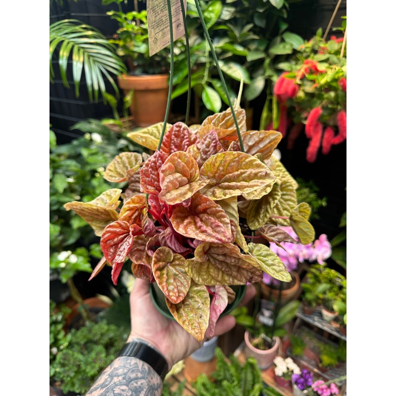 Peperomia caperata ‘Quito’|4″ Pot
