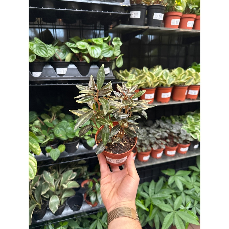 Peperomia ‘Metallica’|2″ Pot|4″ Pot