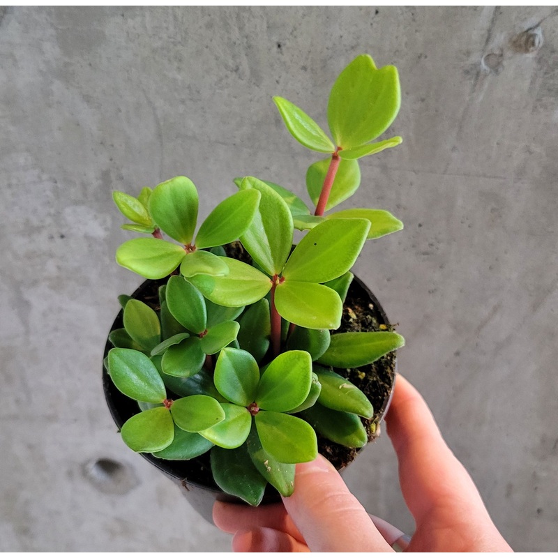 Peperomia ‘Mojo’|4 inch