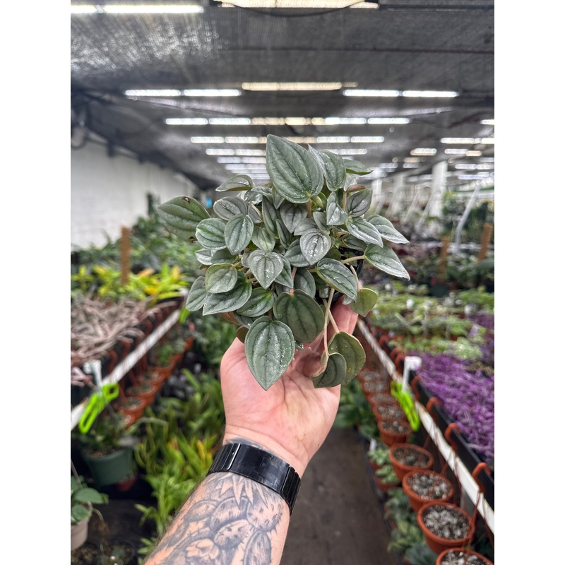 Peperomia ‘Napoli Nights’|4″ Pot