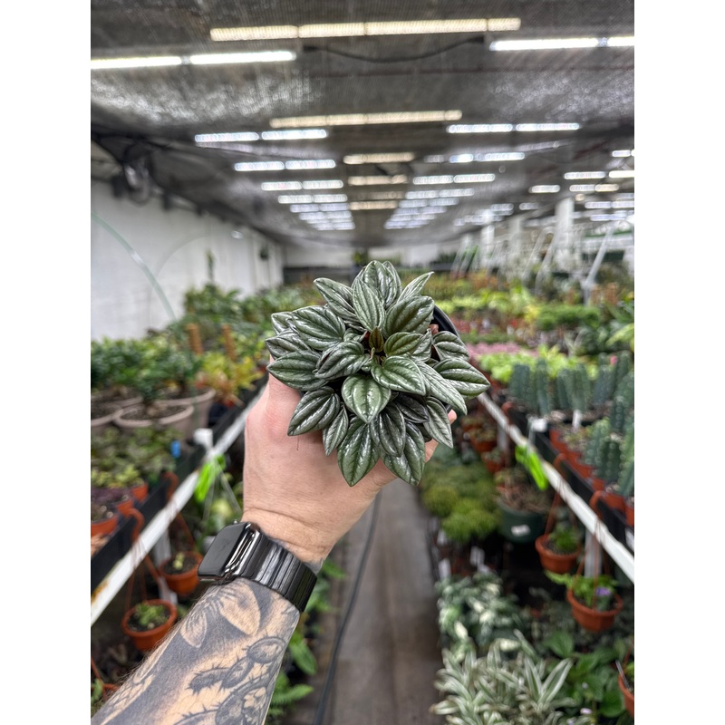 Peperomia ‘San Marino’|4″ Pot|6″ Hanging Basket