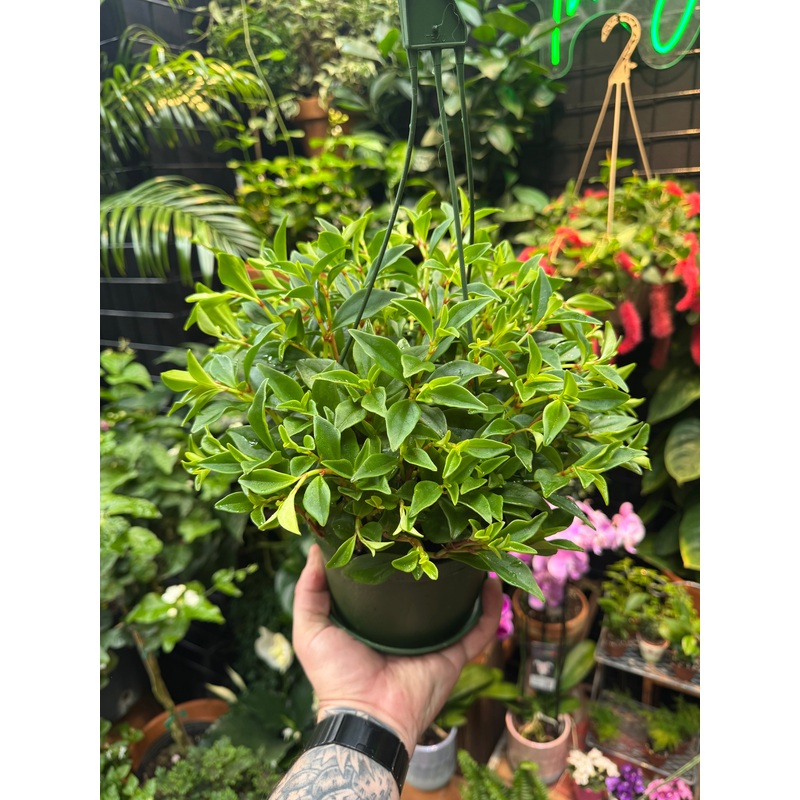 Peperomia trinervula|6″ Hanging Basket