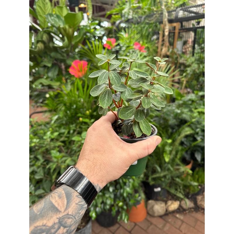 Peperomia verticillata ‘Red Log’