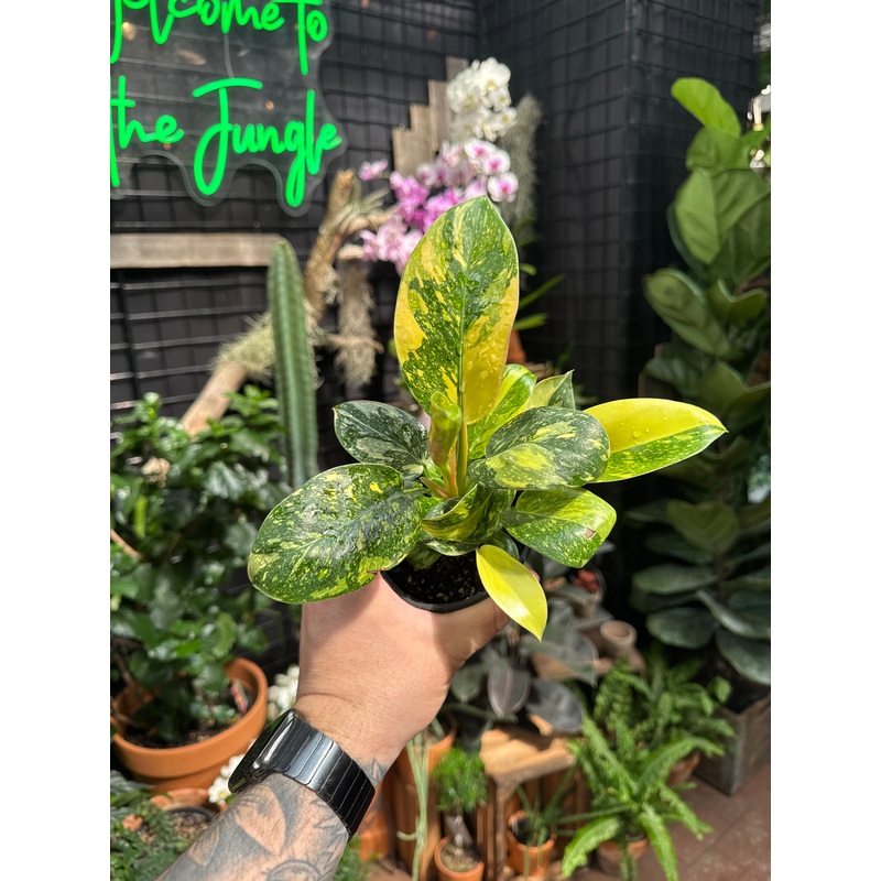Philodendron Congo Nuclear Variegata