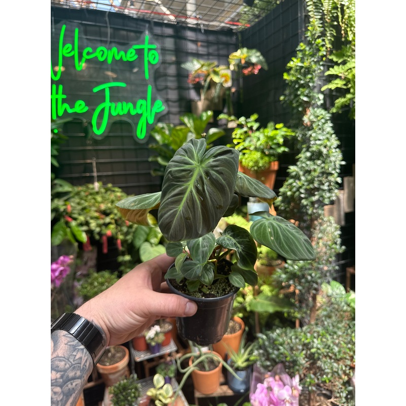 Philodendron El Choco Red|4″ Pot|5″ Pot