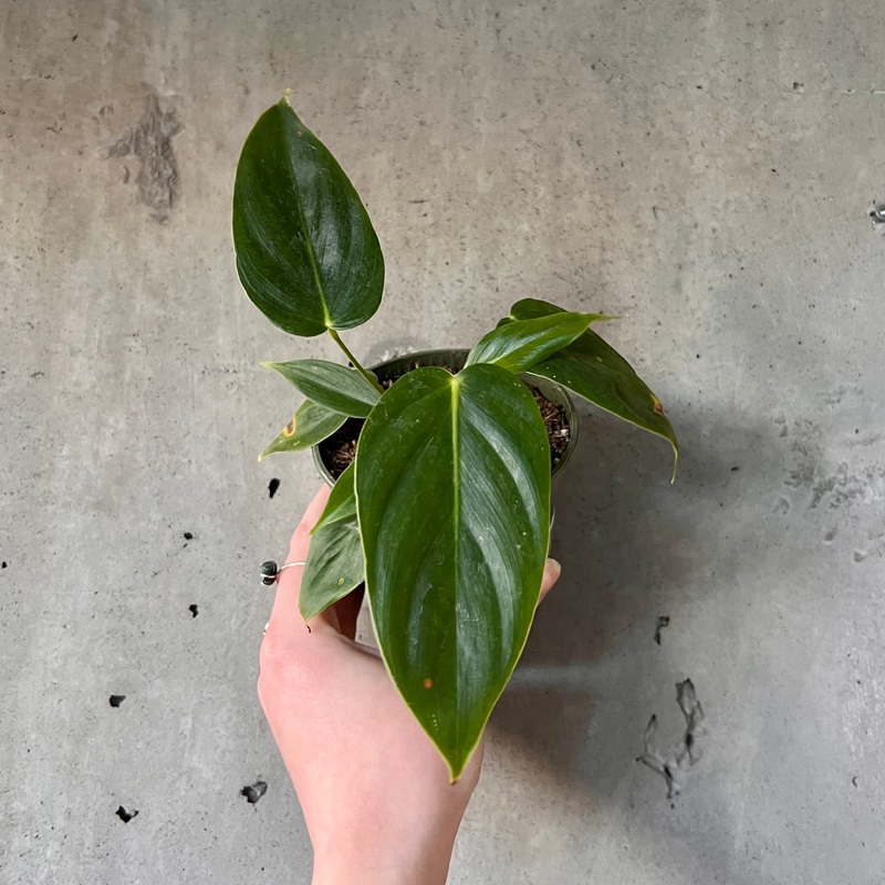Philodendron Esmeraldense|4 inch