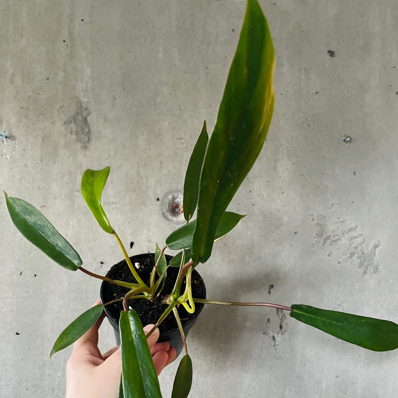 Philodendron Joepii|4 inch