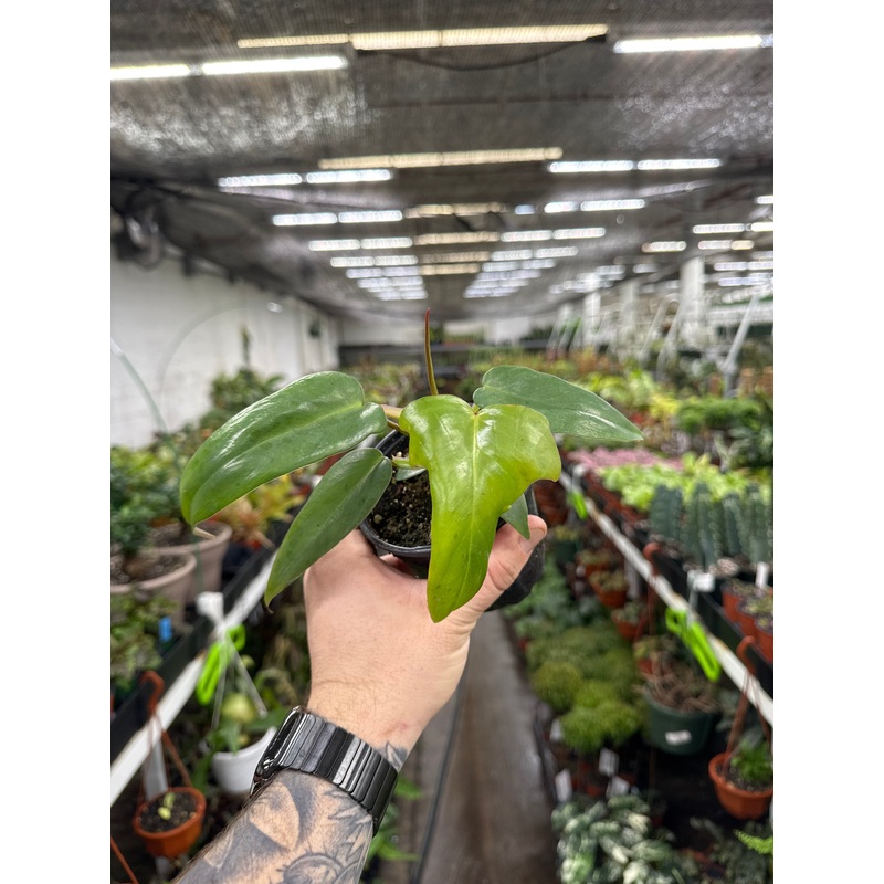 Philodendron longilobatum|4″ Pot