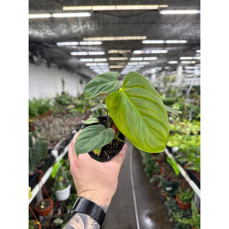 Philodendron nargaritense|4” Pot
