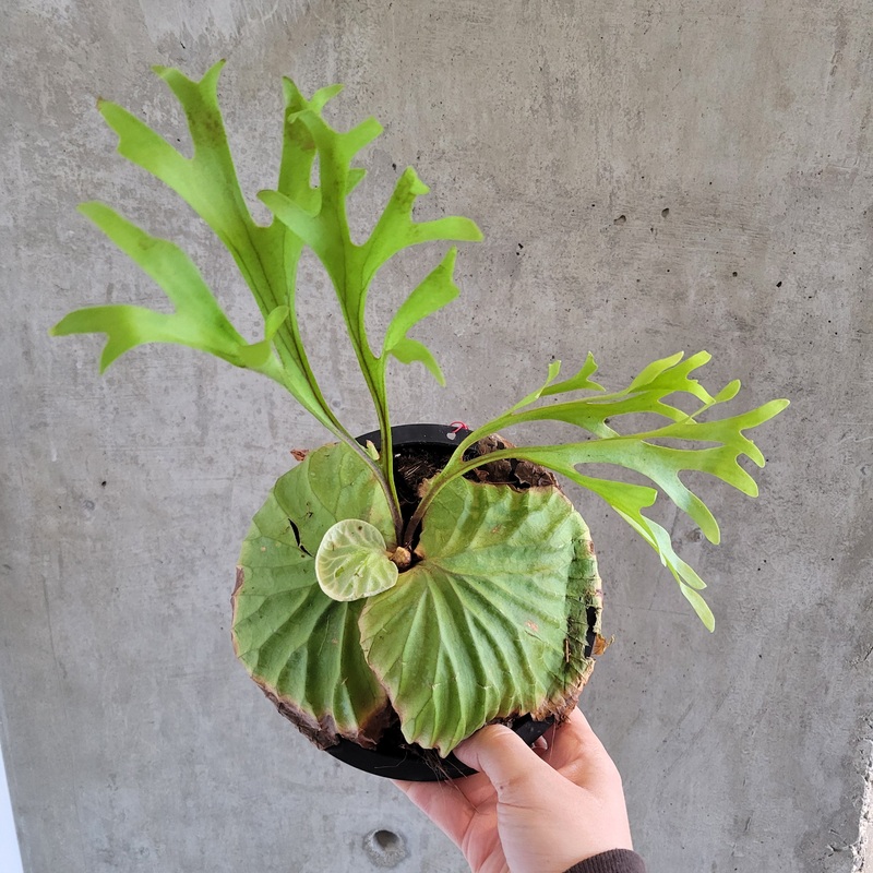 Platycerium Ridleyi|6 inch|6 inch (smaller)