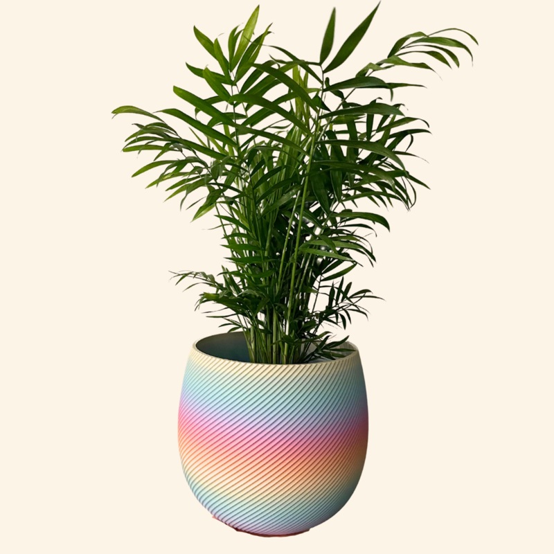 Rainbow Ballenas Planter|2 inch|4 inch|6 inch