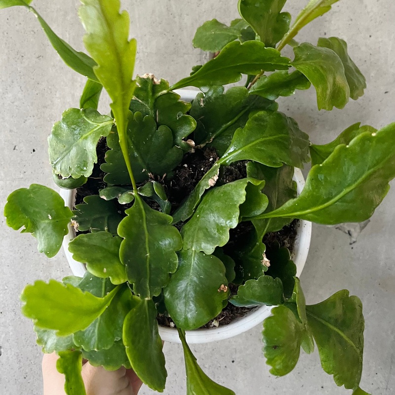 Rhipsalis Oblonga|6 inch (hanging basket)