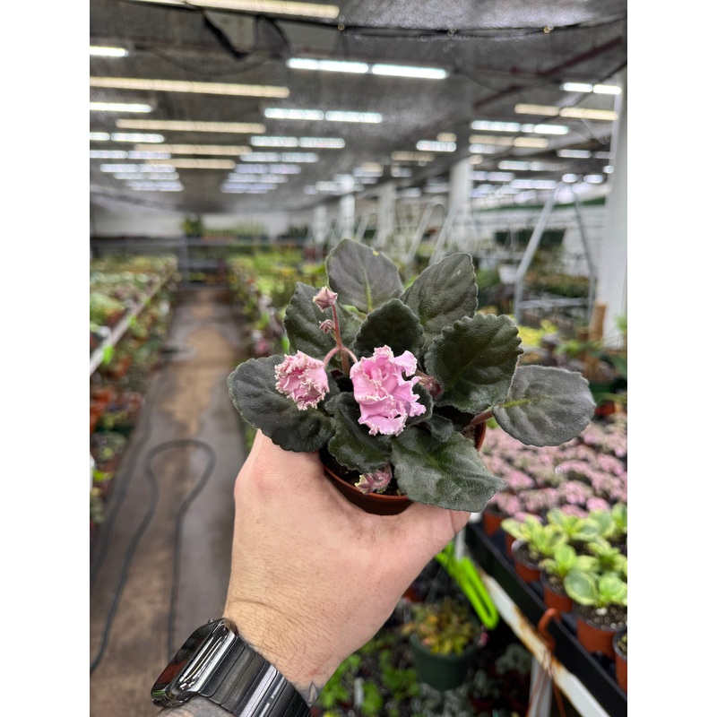 RM Vesna’|4″ Pot