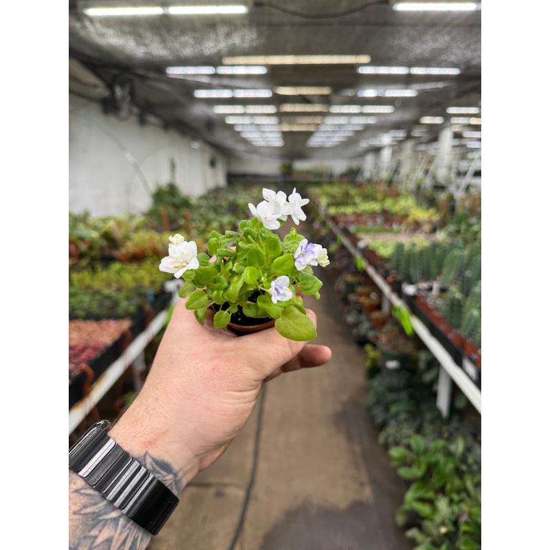 ‘Rob’s Humpty Doo’|2.5″ Pot
