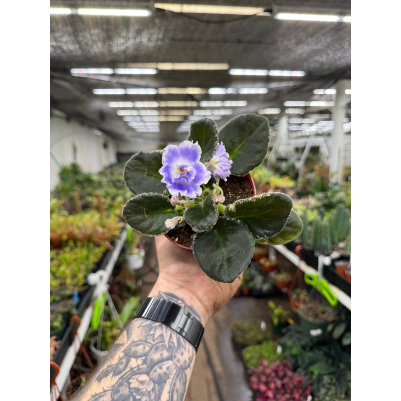 ‘RS Ariel’|4″ Pot