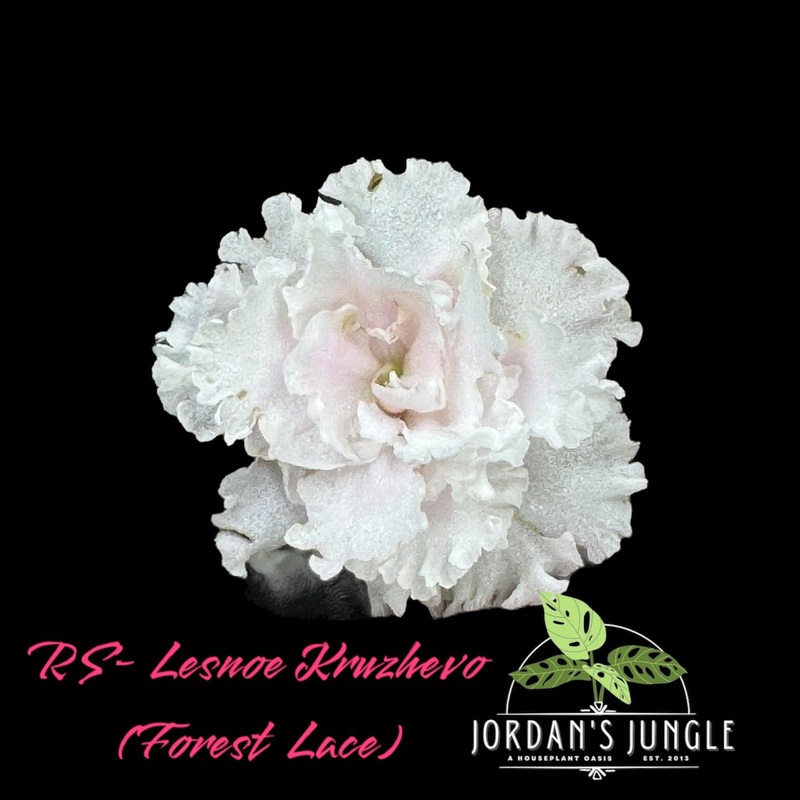 ‘RS-Lesnoe Kruzhevo’ (Forest Lace)