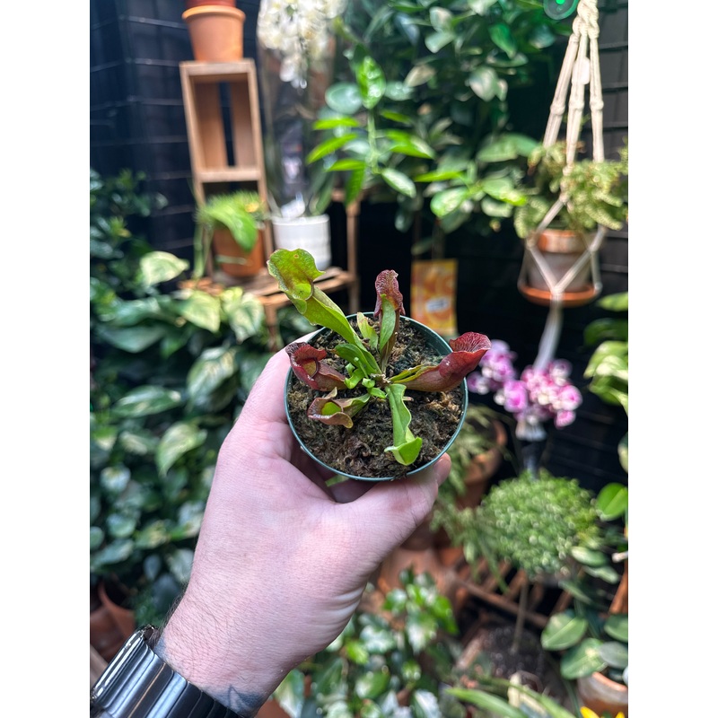 Sarracenia venosa ssp|3.5 Pot