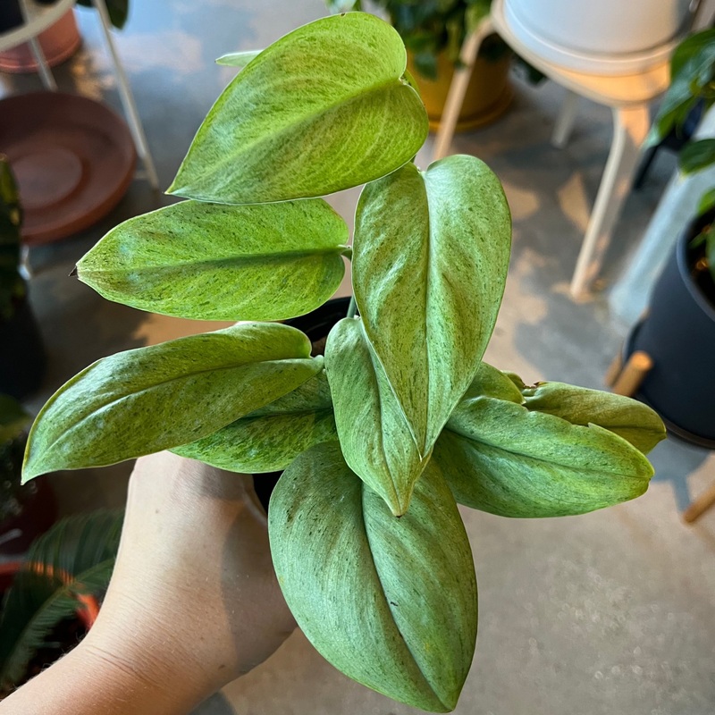 Scindapsus Moonlight Mint|4 inch
