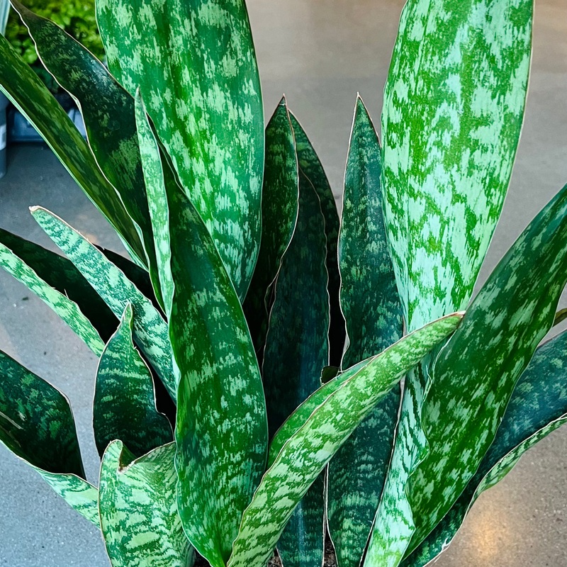 Snake Plant ‘Jaboa’|8 inch
