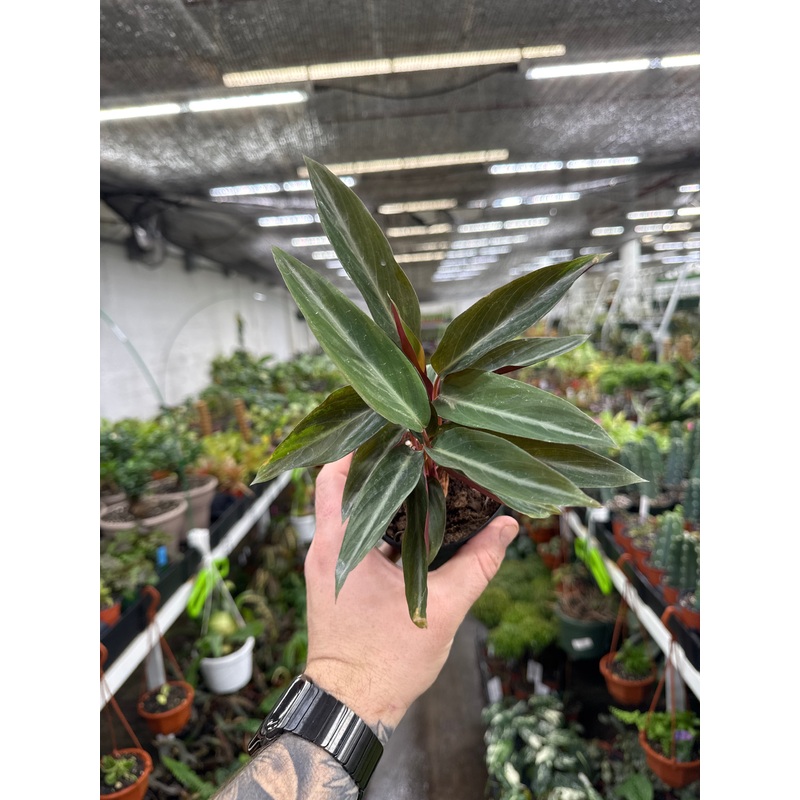 Stromanthe sanguinea|4″ Pot|6″ Pot