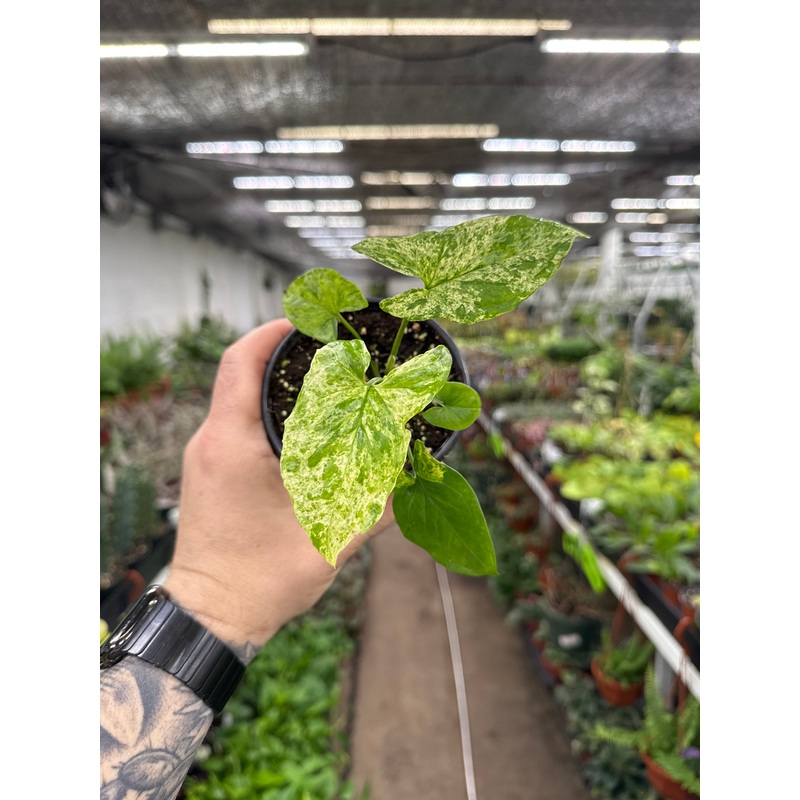 Syngonium podophyllum ‘Mojito’