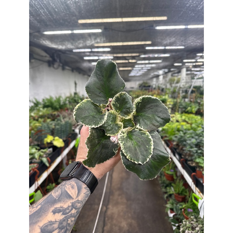 ‘VaT Dark Mistress’|4 Pot