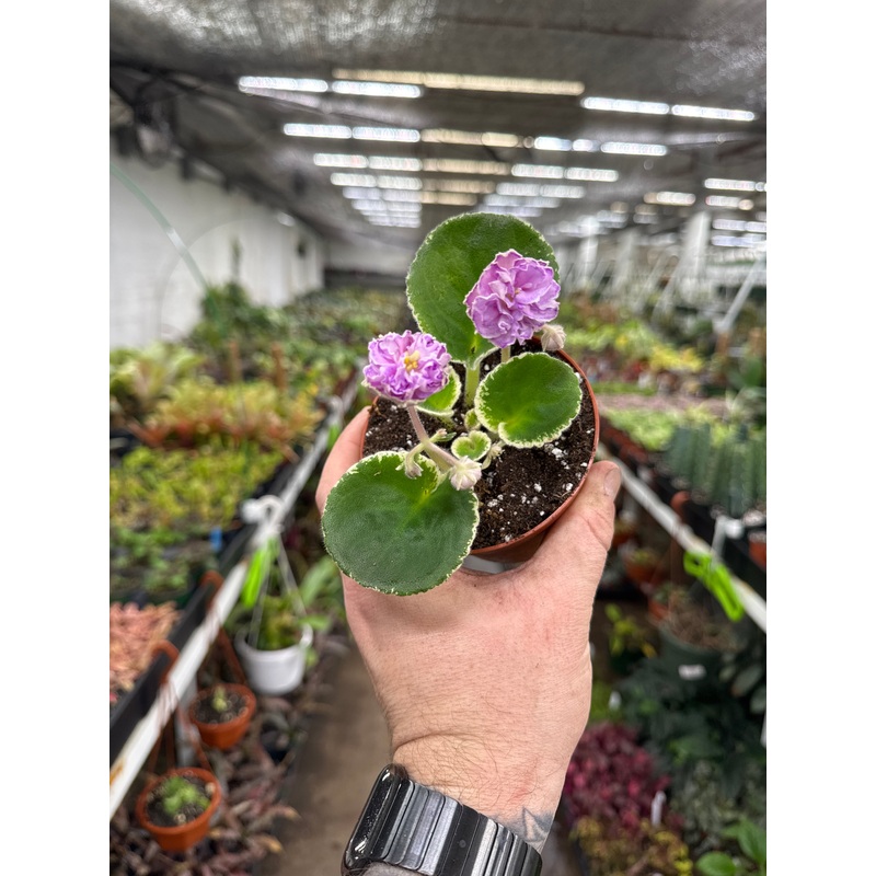 ‘VaT Infanta’|4″ Pot