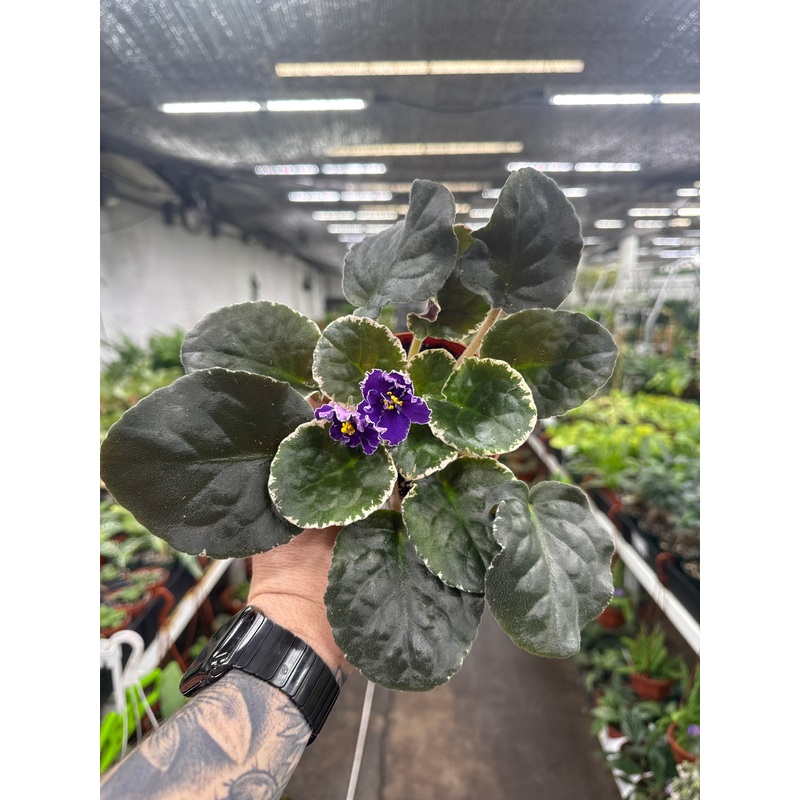 ‘VaT Star Race’|4 Pot