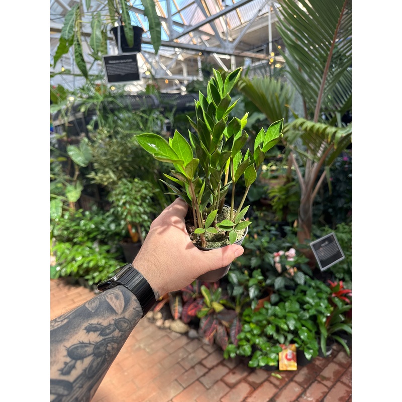ZZ Plant ‘Zamicro’ Green|4″ Pot