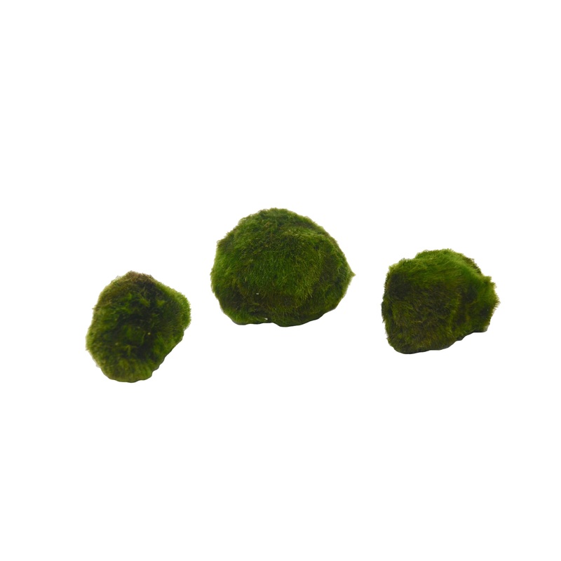 3 Pack Marimo Ball / Size: 2 / Aquarium Plant / Easy Care