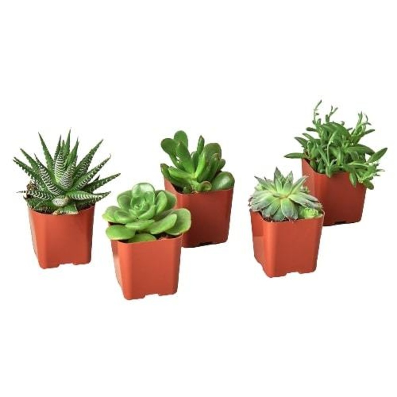 5 Succulent Variety Pack – 2.0 Pot