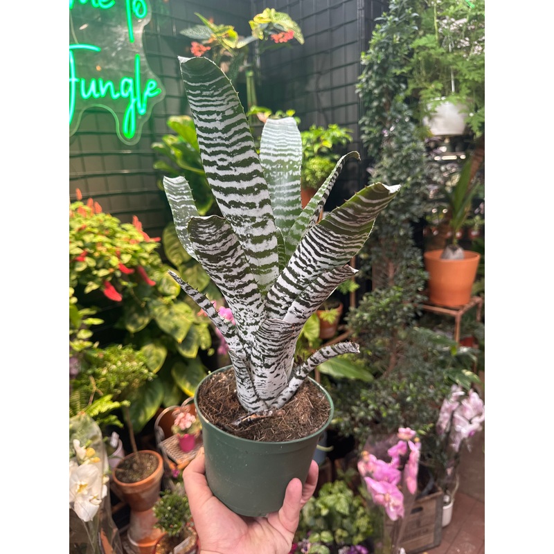 Aechmea chantinii|6″ Pot