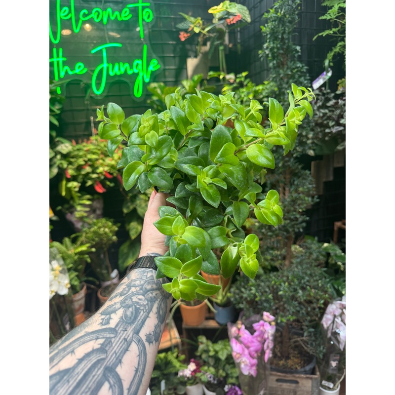 Aeschynanthus lobbianus variegata