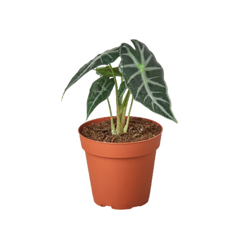 Alocasia Amazonica ‘Bambino’|4″ Pot