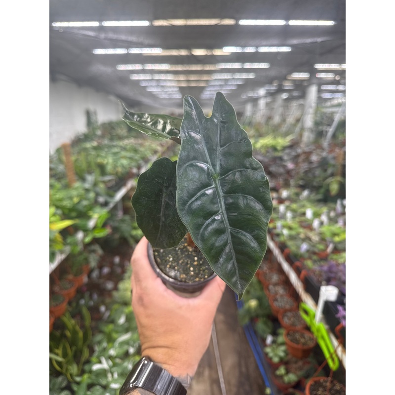 Alocasia chantrieri|4  Pot