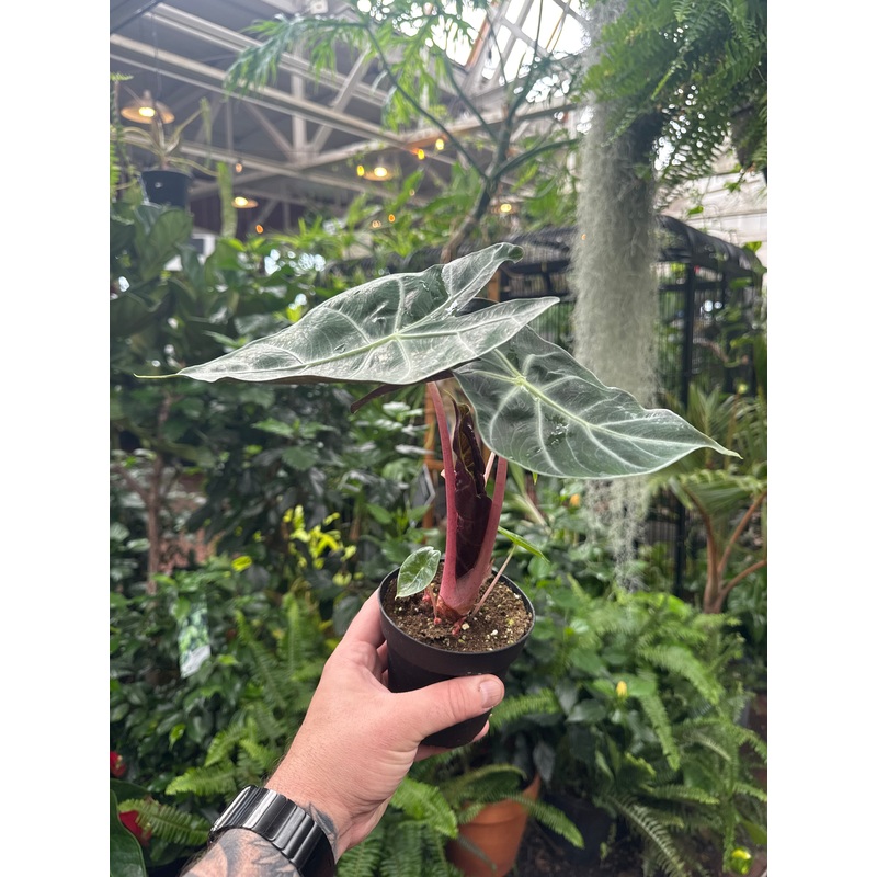 Alocasia ‘Morocco’|4″ Pot|6″ Pot