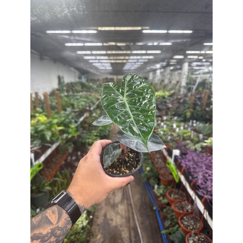 Alocasia ‘Nairobi Nights’|4  Pot