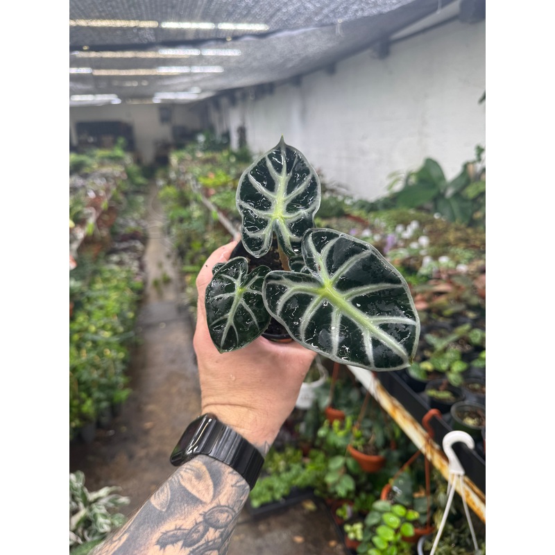 Alocasia ‘Parasol’|4″ Pot