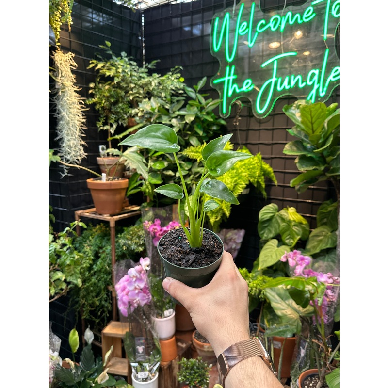 Alocasia ‘Tiny Dancer’|4″ Pot