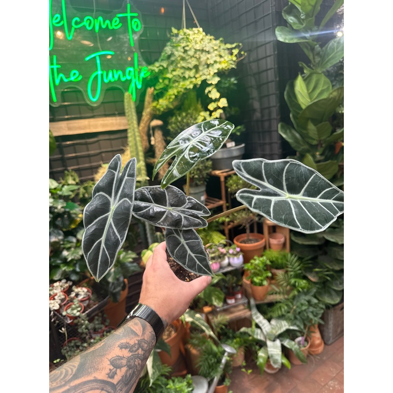 Alocasia watsoniana ‘Red Vein’