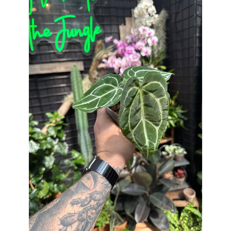 Anthurium crystallinum (NOT TC)