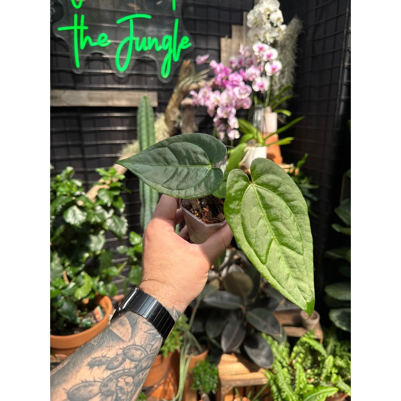 Anthurium magnificum ‘Verde’ (NOT TC)