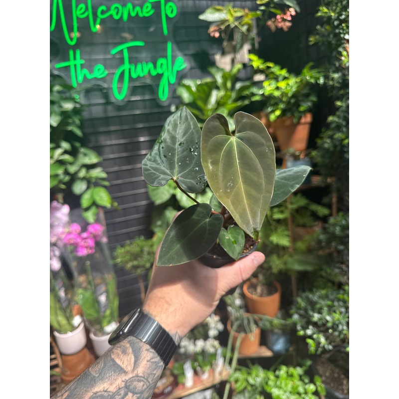 Anthurium ‘Neon Lace’|4″ Pot