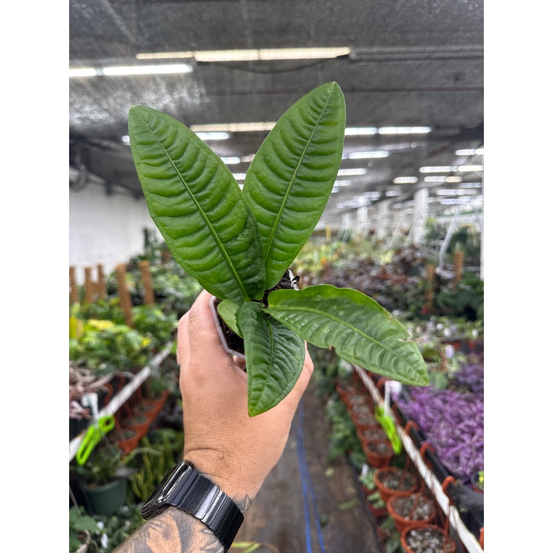 Anthurium reflexnervium|3.5″/4″ Pot
