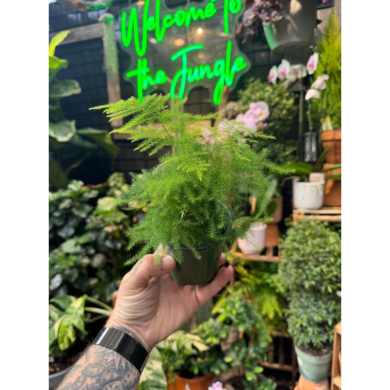 Asparagus Fern ‘Plumosa’|4″ Pot|6″ Pot